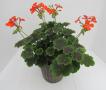 Geranium Brocade Fire Night