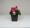 Begonia Ambassador Rose