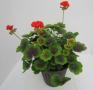Geranium Brocade Fire