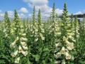 Digitalis Dalmation Creme