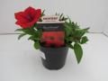 Petunia Surfinia Deep Red