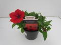 Petunia Surfinia Deep Red