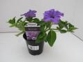 Petunia Surfinia Heavenly Blue