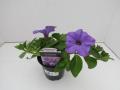 Petunia Surfinia Heavenly Blue