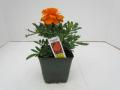 Marigold Bonanza Deep Orange