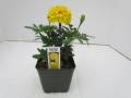 Marigold Bonanza Yellow