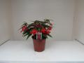 Begonia Mistral Red