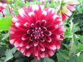 Dahlia Dalaya Red + White