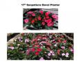 Around the Farm- Sunpatiens Boval