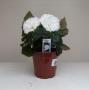 Begonia Nonstop White