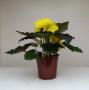 Begonia Nonstop Yellow