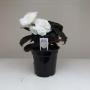 Begonia Nonstop Mocca White