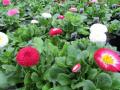 Bellis Bellisima Mix 