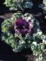 Kale Kamome Red 6