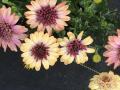 8 Osteospermum