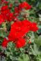 Geranium Americana Bright Red