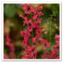 Angelonia Archangel Cherry Red