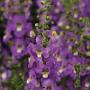 Angelonia Archangel Purple