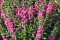 Angelonia Archangel Raspberry