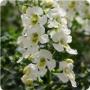 Angelonia Archangel White