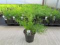 Sprengeri Asparagus Fern