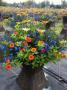 2.4G Autumn Mix Sun Hanging Basket