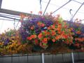 Fall Hanging Basket Harvest Moon