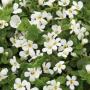 Bacopa Snowstorm Giant Snowflak