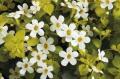 Bacopa Scopia Golden Leaves