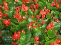 Begonia Ambassador Scarlet