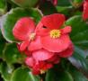 Begonia Ambassador Scarlet