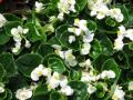 Begonia Ambassador White