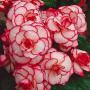Begonia AmeriHybrid™ Picotee White Red