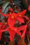 Begonia Mistral dark red