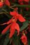 Begonia Mistral Orange