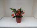 Begonia Mistral Orange