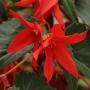 Begonia Mistral Red