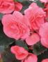 Begonia NS Mocca Pink Shade