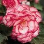 Begonia Nonstop Rose Petticoat