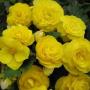 Begonia Nonstop Yellow