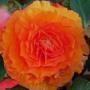 Begonia Nonstop Joy Orange