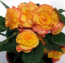 Begonia On Top™ Sun Glow