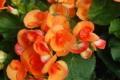 Begonia Rhine Oh So Orange