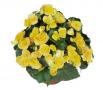 Begonia Rhine Nadine Yellow
