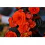 Begonia Rhine Oh So Orange