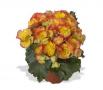 Begonia Rhine Rio Bicolor