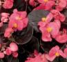 Begonia Senator Rose