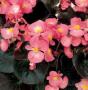 Begonia Senator Rose