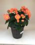 Begonia Solenia Apricot