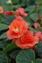 Begonia Solenia Apricot